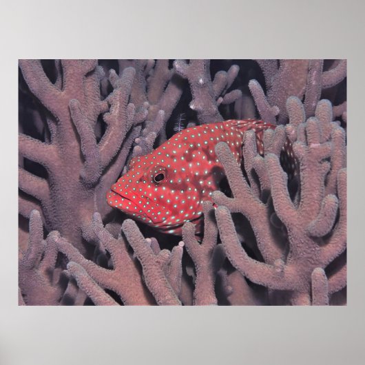 Poster Corail Hind dans le corail (Devant)