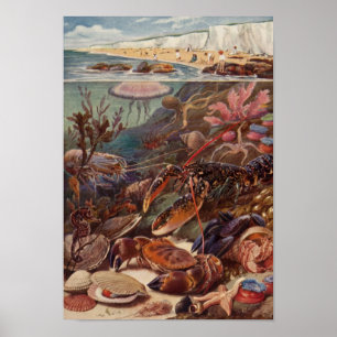 Poster Corail marin de palourde de mer de homard