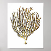 Corail marin n° 1 Antique Histoire naturelle Impri