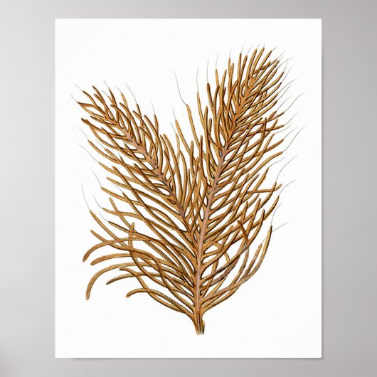 Poster Corail marin n° 8 Antique Histoire naturelle Impri (Devant)