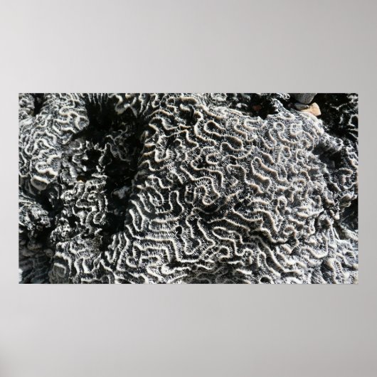 Poster Corail noir et blanc I Abstrait Nature Photo (Devant)