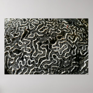 Poster Corail noir et blanc II Photo de nature abstraite