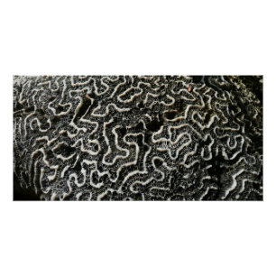 Poster Corail noir et blanc II Photo de nature abstraite