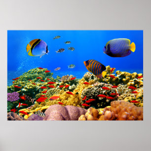 Poster Corail reef coloré,