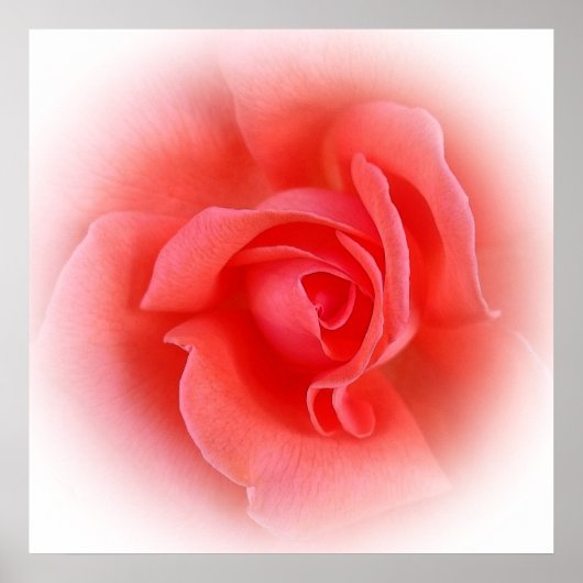 Poster corail rose rose (Devant)