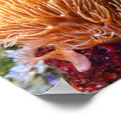 Poster Corail sous-marin (Coin)