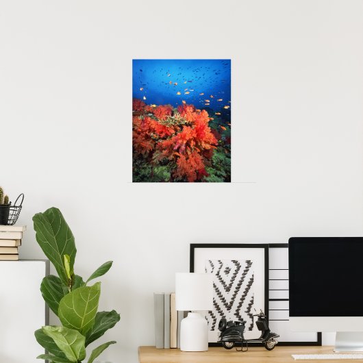 Poster Coral and fish (Bureau à domicile)
