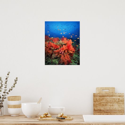 Poster Coral and fish (Cuisine)