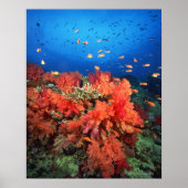 Poster Coral and fish (Devant)