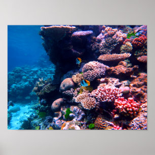Poster Coral coral reef du Colorful