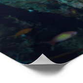 Poster Coral Reef Scenery | Bigeye Or Goggle-Eye (Coin)