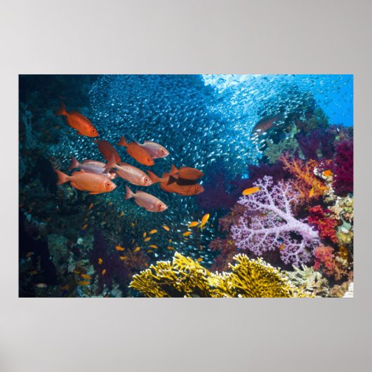 Poster Coral Reef Scenery | Bigeye Or Goggle-Eye (Devant)