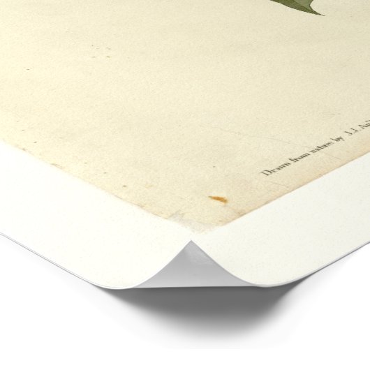 Poster Corbeau (Coin)