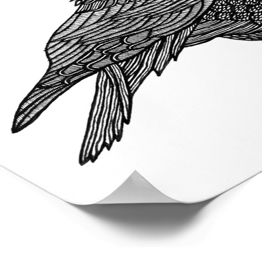 Poster Corbeau (Coin)