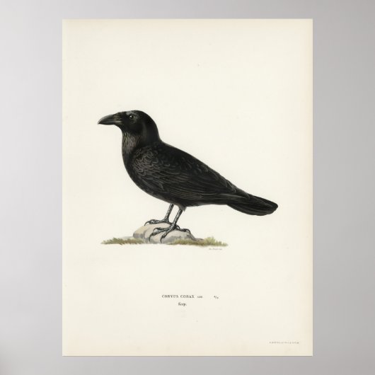 Poster Corbeau (Devant)