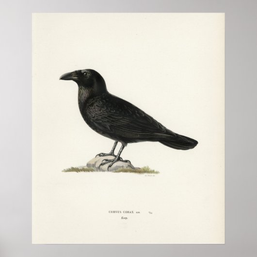 Poster Corbeau (Devant)