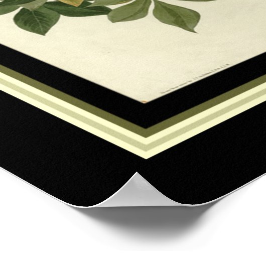 Poster Corbeau Audubon Imprimer 16x20 (Coin)