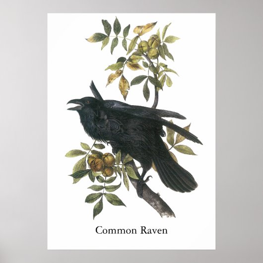Poster Corbeau commun, John audubon (Devant)