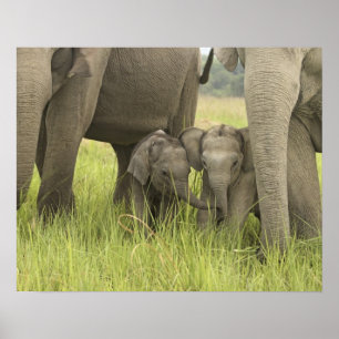 Poster Corbett National Park, Uttaranchal, Inde.