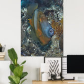 Poster Corégone orange (Bureau à domicile)