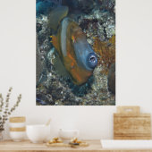 Poster Corégone orange (Cuisine)