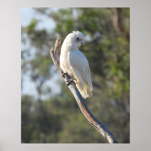 Poster Corella Bird (Devant)