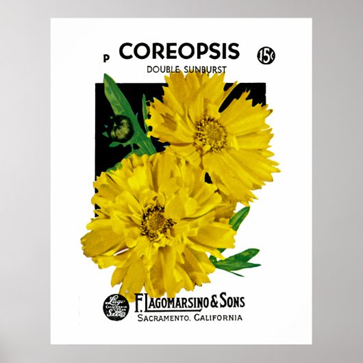 Poster Coréopsis (Devant)