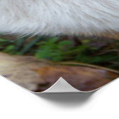 Poster Corgi beau (Coin)