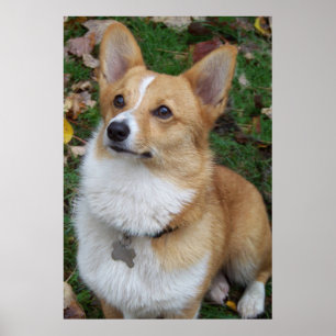 Poster Corgi beau