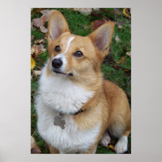 Poster Corgi beau