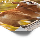 Poster Corgis Le Meilleur Antidépresseur Au Monde (Coin)