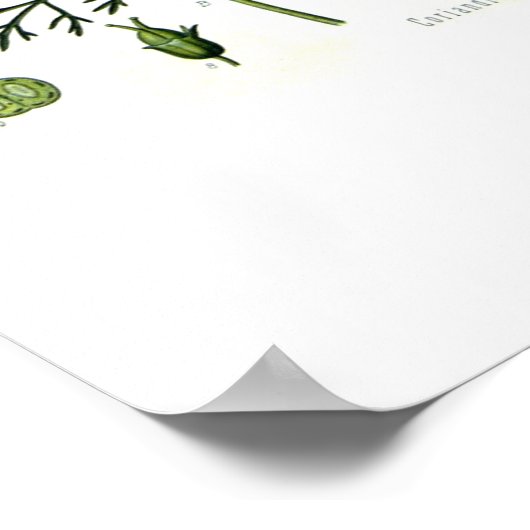 Poster Coriandrum sativum (Coin)