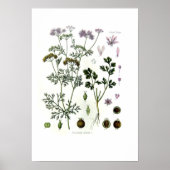 Poster Coriandrum sativum (Devant)
