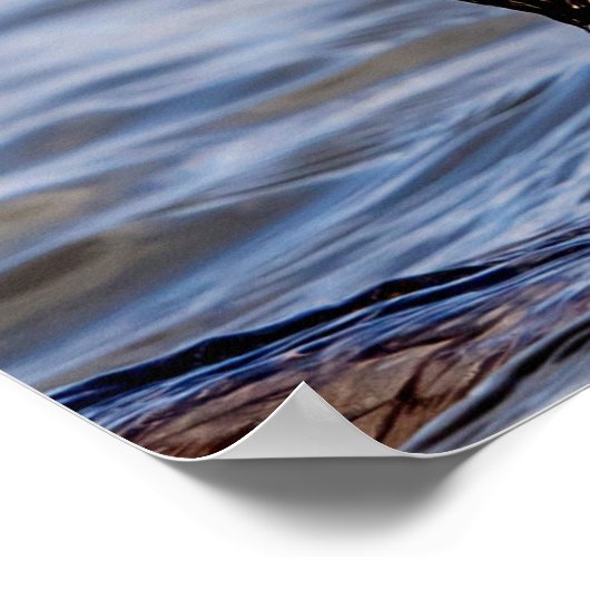 Poster Cormoran avec un poisson (Coin)