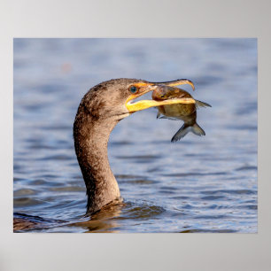 Poster Cormoran avec un poisson