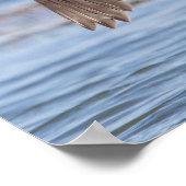 Poster Cormorant à aigrettes sur le lac Champlain (Coin)