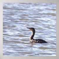 Poster Cormorant à double crête
