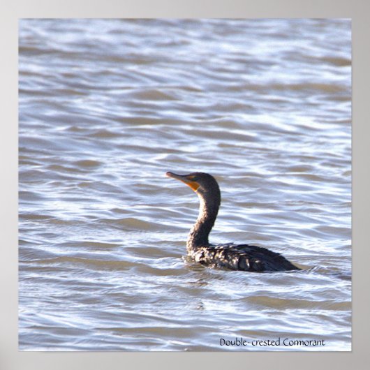 Poster Cormorant à double crête (Devant)