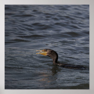 Poster Cormorant à double crête