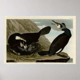 Poster Cormorant commun - d'Audubon's Birds of America