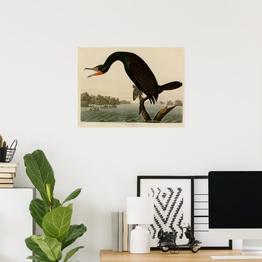 Poster Cormorant de Floride (Bureau à domicile)