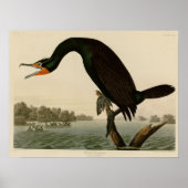 Poster Cormorant de Floride (Devant)