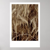 Poster Corn (Devant)