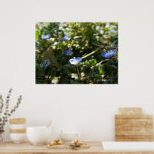 Poster Corn Speedwell 1 (Cuisine)