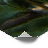 Poster Corn Speedwell 1 (Coin)