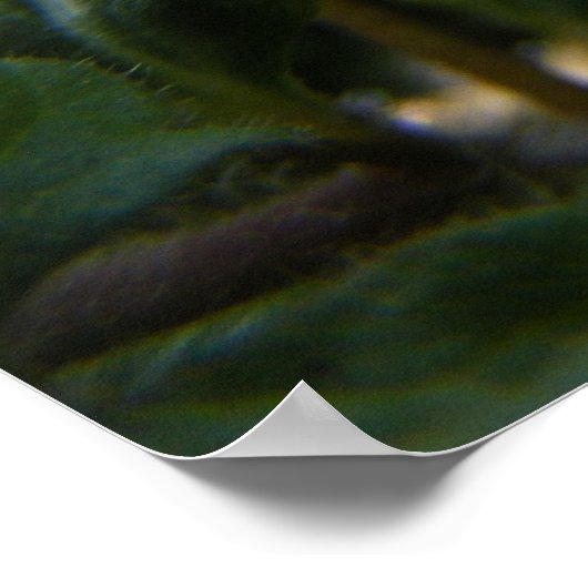 Poster Corn Speedwell 1 (Coin)