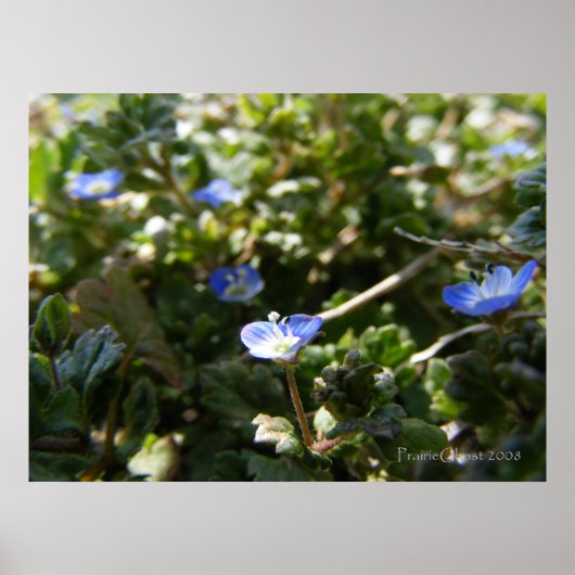 Poster Corn Speedwell 1 (Devant)