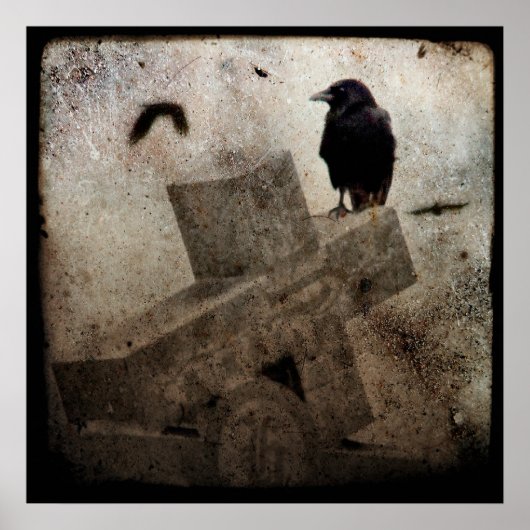 Poster Corneille solitaire (Devant)