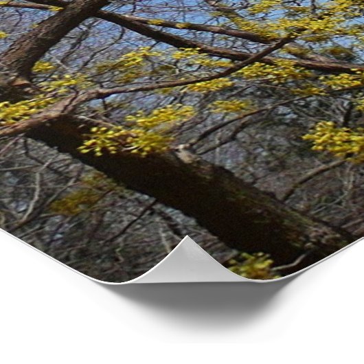 Poster Cornelian Cherry (Coin)