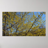 Poster Cornelian Cherry (Devant)